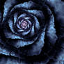 WP - Dahlia