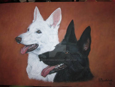 White and black German Shepherd