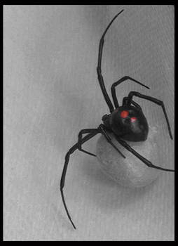 Along Came A Spider