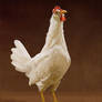 20120608_chicken_study