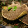 Let's go on a mushroom foray.