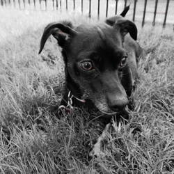 Belle in the grass