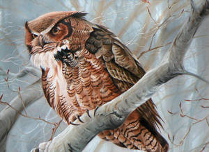 Bateman Study-Great Horned Owl