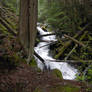 STOCK - Forest River 1