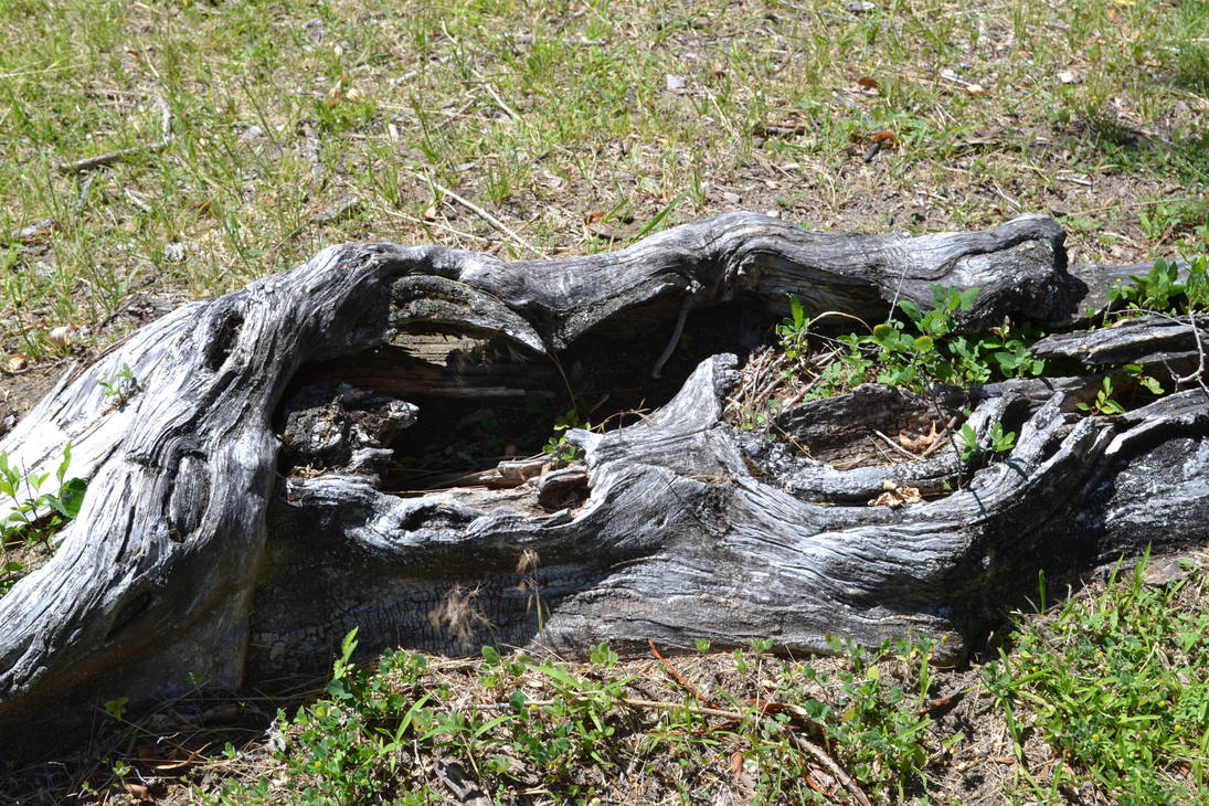 Cool Roots STOCK - Cool Tree Root by jocarra on DeviantArt