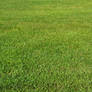 STOCK - Green Grass 1