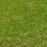 STOCK - Green Grass 3