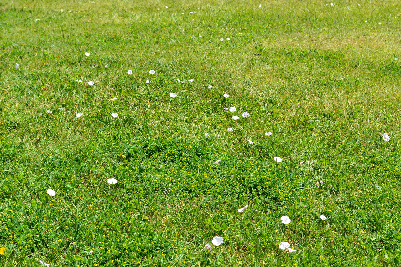 STOCK - Green Grass+Flowers 1
