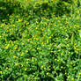 STOCK - Green Grass+Flowers 5