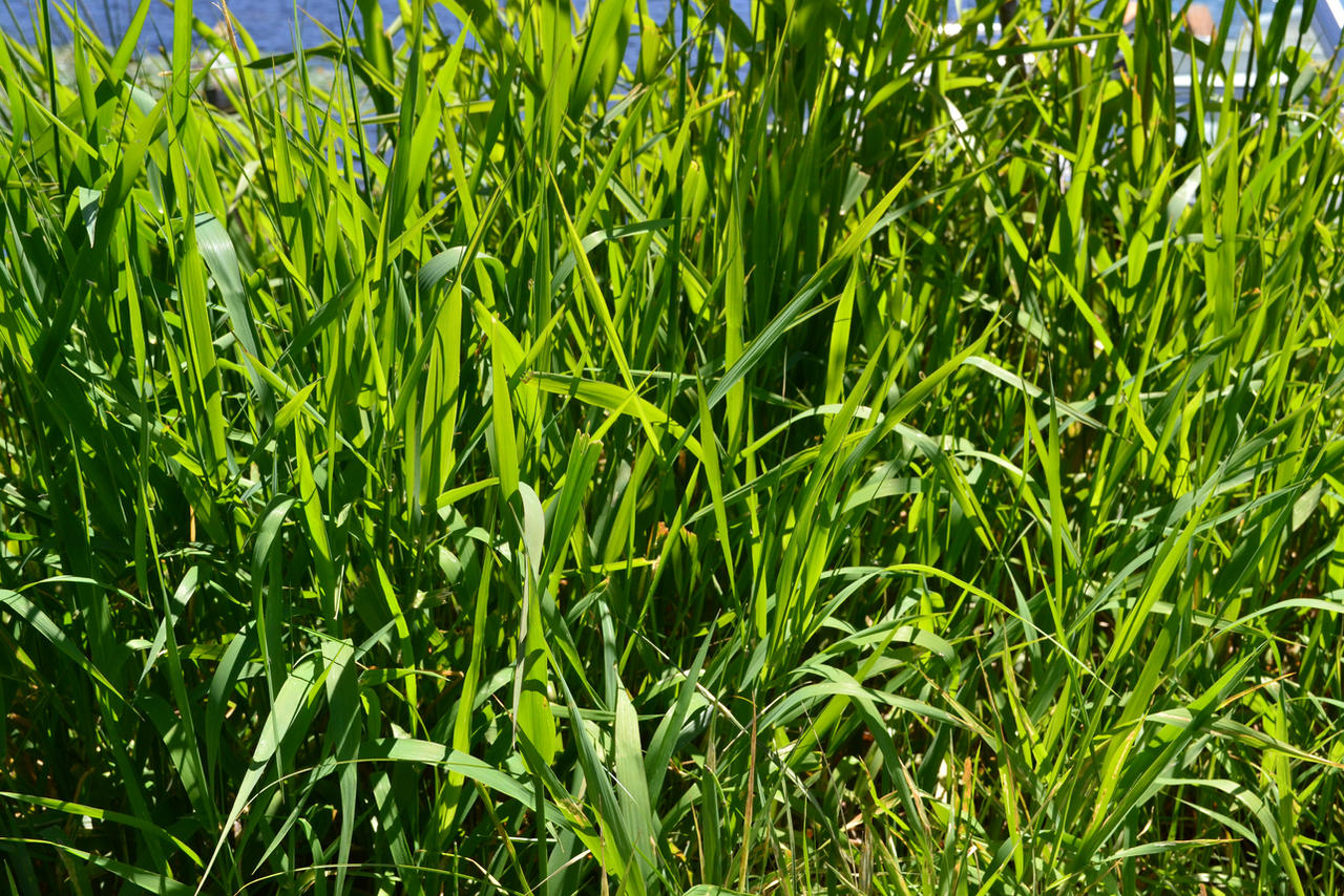 STOCK - Long Green Grass 1