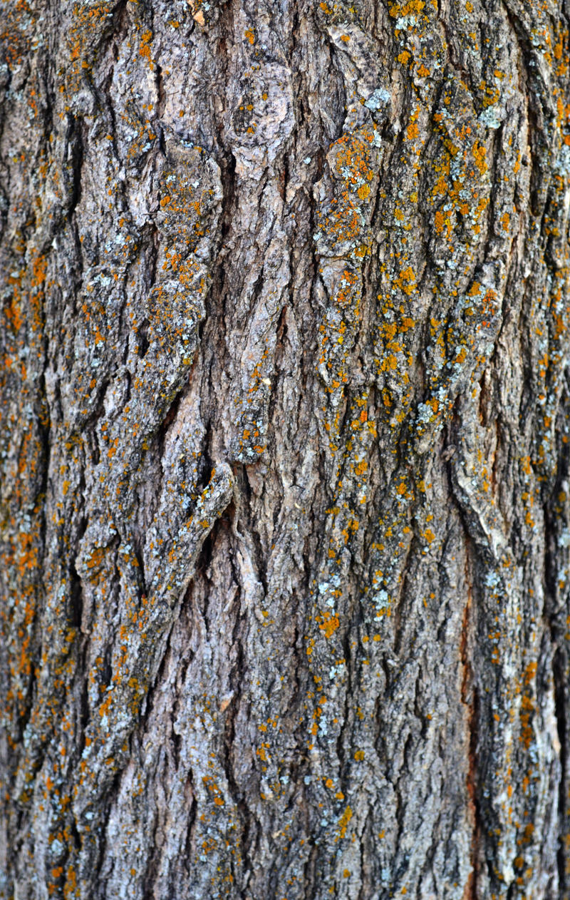 STOCK - Tree Bark 1