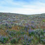 STOCK -Osoyoos Flowering Field