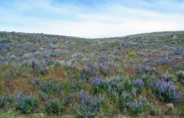 STOCK -Osoyoos Flowering Field