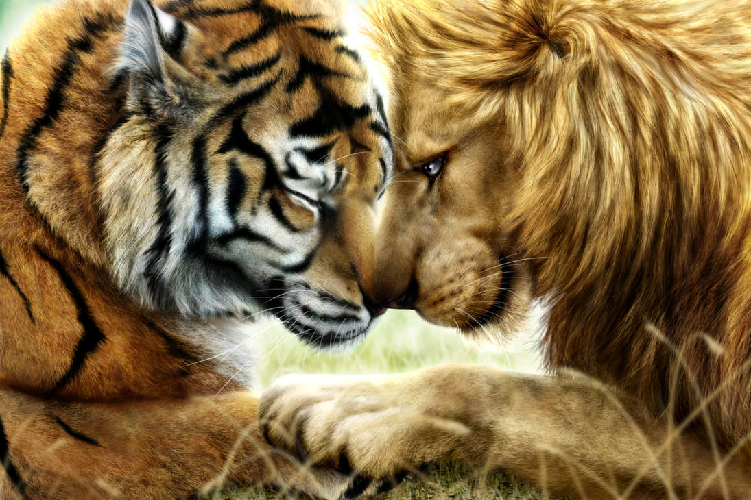 Про лев тигра. Лев и тигр. Тигр и тигрица. И Лев левица. Лион Тигер. Львица Лев тигр.
