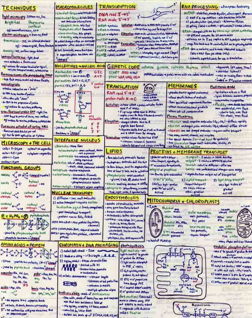 BIOL 200 Cheat Sheet 1 by jocarra on DeviantArt