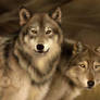 Wolf Mates III