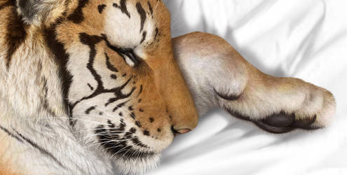 Commission - Cuddly Felines (Tiger Closeup)