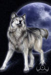 Canis Lupus by jocarra