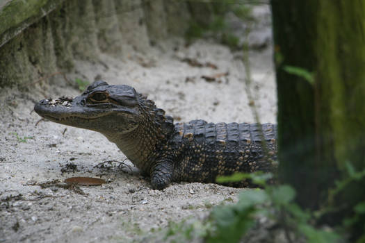 Nubby baby gator