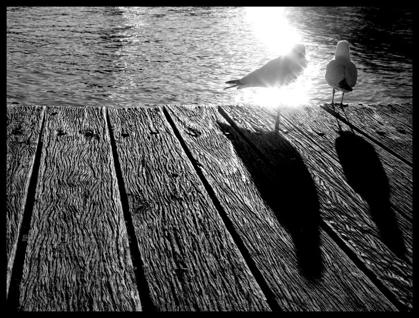 Gulls watching