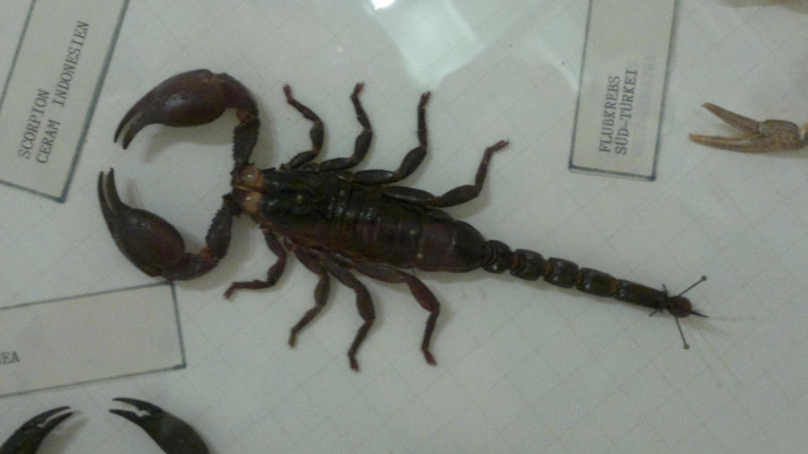 Scorpion 49