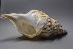 Shell-1 by gestandene