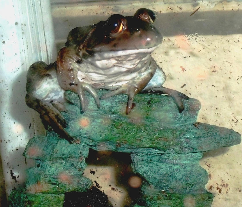 Bullfrog 1 by Catrain-McFizzwizzle on DeviantArt
