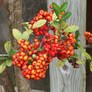 Firey Berries