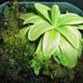 Glistening Butterwort