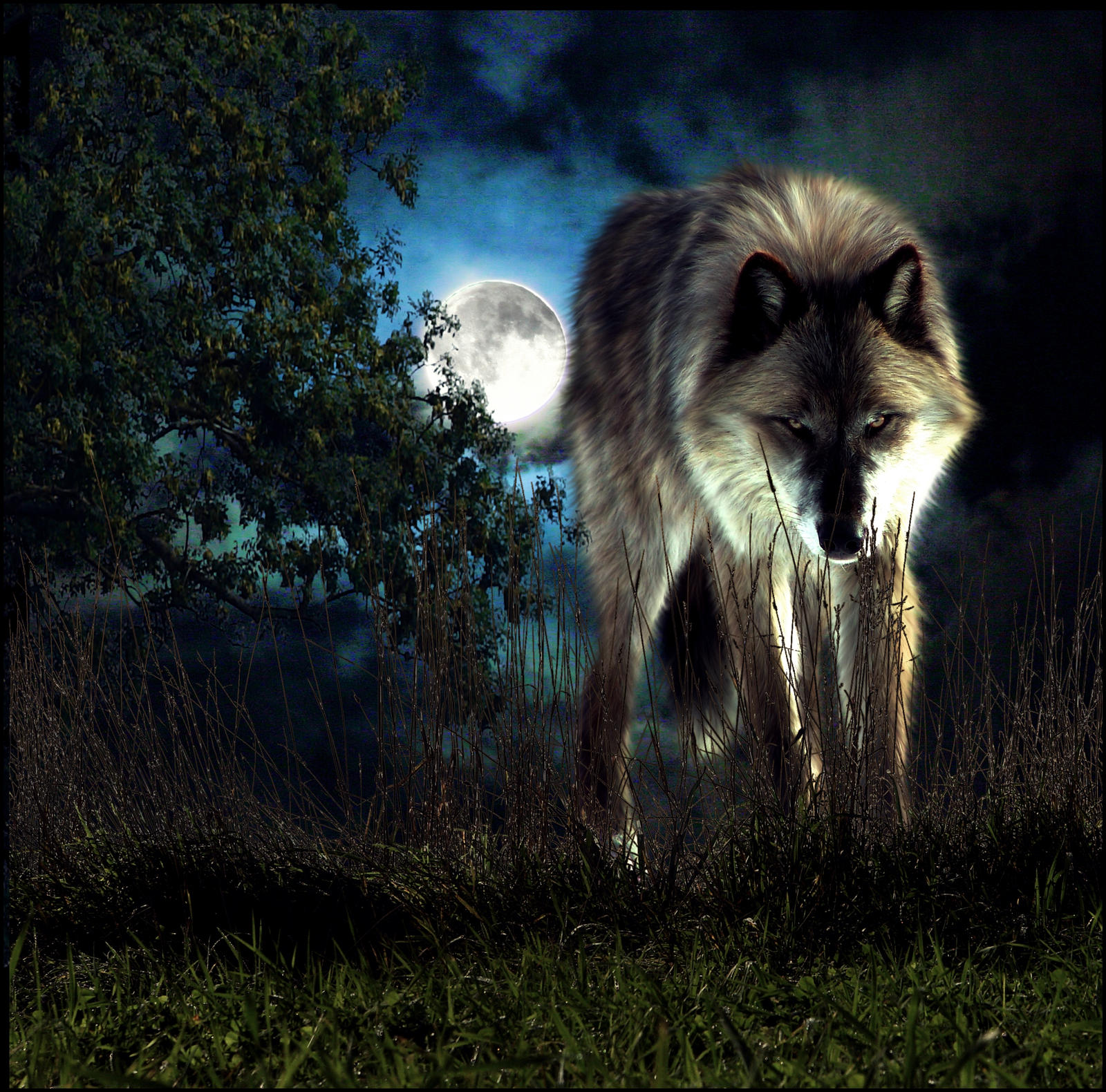 The Wolf