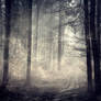 Background stock forest