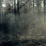Background Stock Forest 2