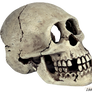 skull stock 2