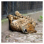 Cheetah at Dallas Zoo by petlobster