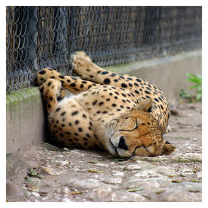 Cheetah at Dallas Zoo