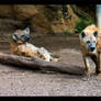 Hyenas San Antonio Zoo