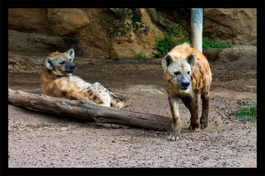 Hyenas San Antonio Zoo