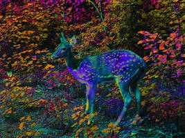Psychedelic Deer