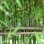 Bamboo Forest