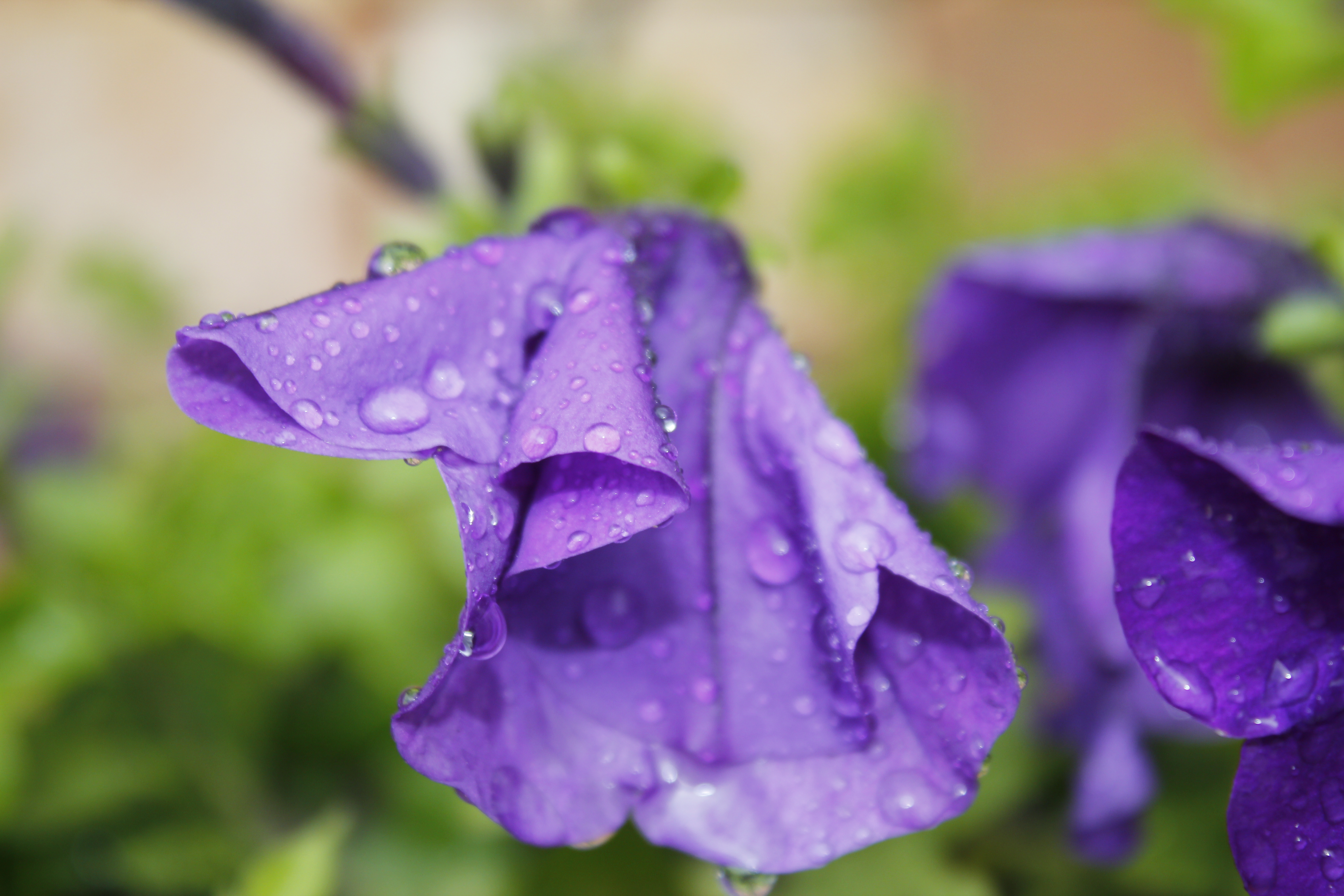 purple flowers after rain