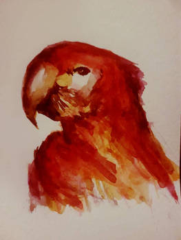 parrot in watercolour 