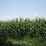 Corn field