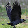 Jackdaw flying