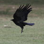 Raven taking off