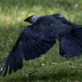 Jackdaw in the air 1