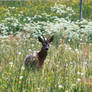 Roe deer