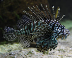 Lionfish