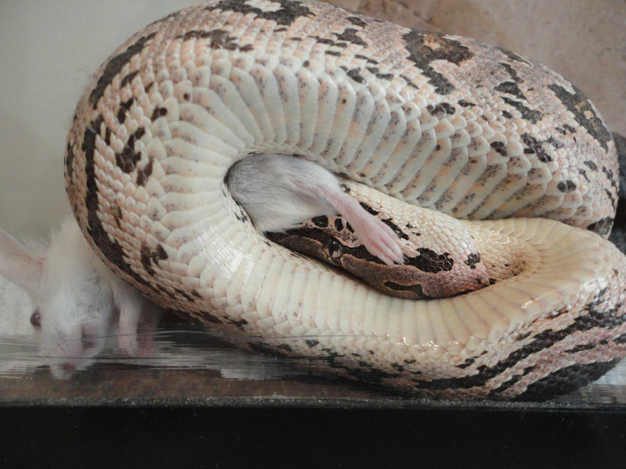 Dumeril's Eating by ColdBlooded87 on DeviantArt