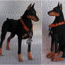 Dobermann 01