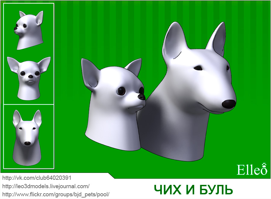 Preview Chihuahua+Bullterrier